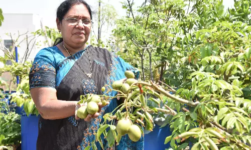 The Homemaker Has Turned Her Roof Into Thriving Organic Eden Garden