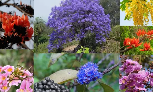 Welcoming Spring Through the Lens of Rang Panchami