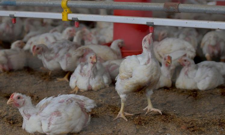 AP Poultry Farmers to be Cautious After Bird Deaths in Telangana