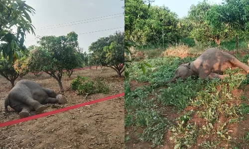 Two Elephants Electrocuted in Tirupati District