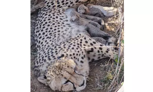 ‘Super Mom’ cheetah, Jwala, becomes mother for 3rd time in Kuno