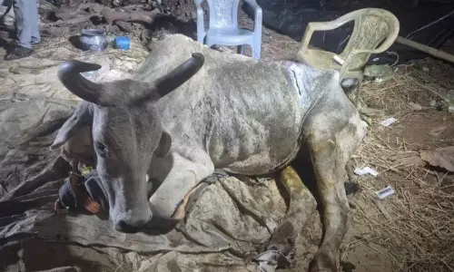 Vets Remove 50 kg Plastic Waste From Bull’s Stomach In Bhubaneswar Surgery