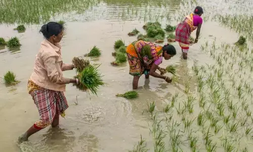 Telangana Has Lower Outstanding Crop Loans of Farmers Among Southern States