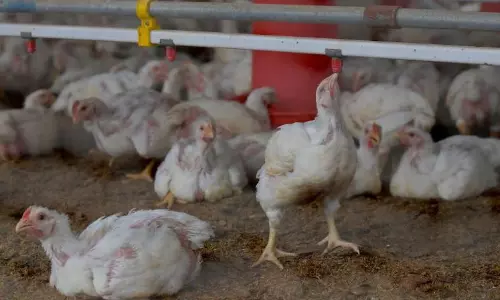 AP Poultry Farmers to be Cautious After Bird Deaths in Telangana