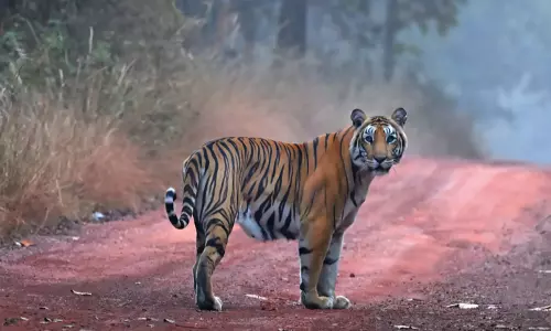 AP Foresters to Release Female Tiger to Help Male Establish Territory in Papikonda National Park