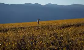 Wildflowers Are Blooming In The Driest Place In North America