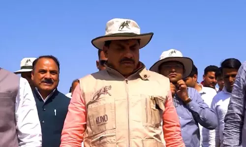 MP: Cheetahs Will Be Released in Nauradehi Wildlife Sanctuary, says CM Mohan Yadav