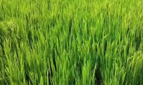 Sugar-Free Paddy Variety Providing Sweet Returns to Nellore Farmers
