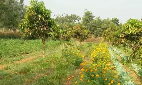 Help for 10 Lakh AP Farmers To Fully Shift to Natural Farming