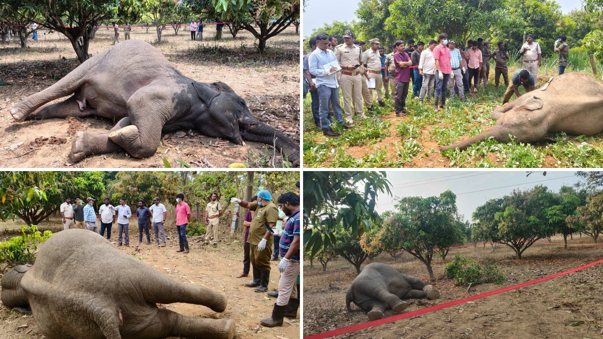 Interface Between Forests, Farmlands Remains Fragile in Erstwhile Chittoor District