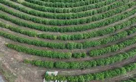 Brazil Studies New Coffee Trees That Could Resist Climate Change Brazil Studies New Coffee Trees That Could Resist Climate Change