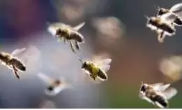 15 Injured in Honey Bees Attack in Sangareddy