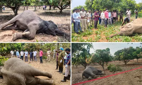 Interface Between Forests, Farmlands Remains Fragile in Erstwhile Chittoor District