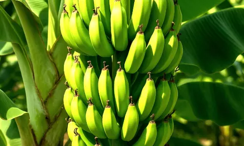 West Asia War Impacts Banana Farmers in Rayalaseema Region