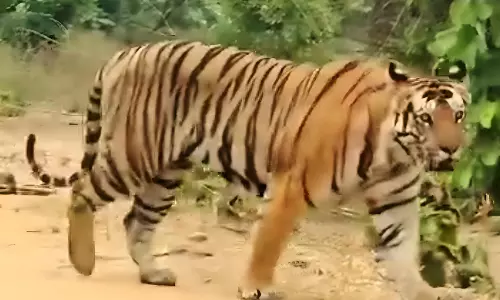 Tiger from Papikondalu Park Strays into Plains