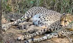 Leopard Found Dead In Banswada Forest, Poaching Suspected Leopard Found Dead In Banswada Forest, Poaching Suspected