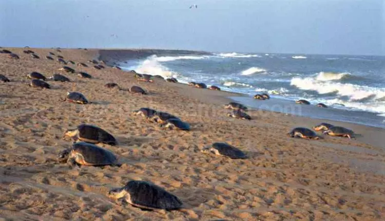 Rare Olive Ridley Turtles Begin Mass Nesting at Rushikulya Coast in Odisha Rare Olive Ridley Turtles Begin Mass Nesting at Rushikulya Coast in Odisha