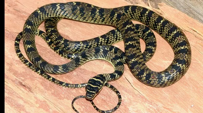 Snake Causes Panic At SSC Exam Centre In Kadapa Snake Causes Panic At SSC Exam Centre In Kadapa