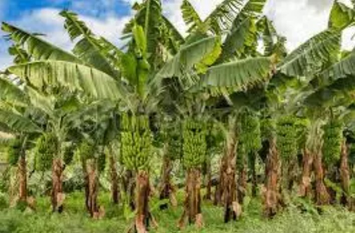 Beyond The Fruit, AP Sees Profit in Every Banana Plant