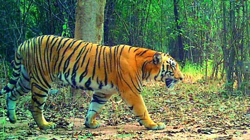 Tiger Kills Two Cattle, Panic In Jagtial Village Tiger Kills Two Cattle, Panic In Jagtial Village