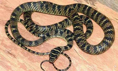 Snake Causes Panic At SSC Exam Centre In Kadapa