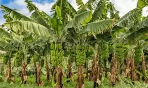 Banana Farmers Protest Price Crash