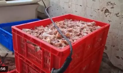 800 Kg Stale Chicken Seized from Shop in Joint Police–GHMC Raid