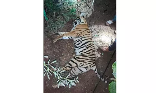 Tigress Found Dead, Electrocution Suspected