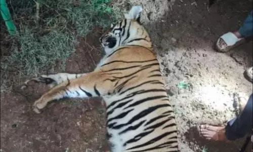 Tigress Found Dead In Karnatakas Chamarajanagar