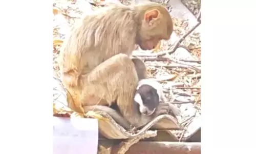 Monkey and Squirrel Show Rare Compassion
