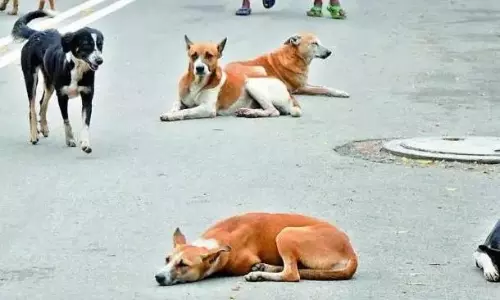Stray Dogs: Civic Bodies Fail To Comply With SC Order Stray Dogs: Civic Bodies Fail To Comply With SC Order