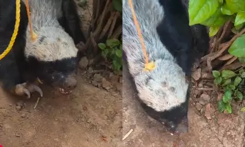 Rare Honey Badger Spreads Panic in Somasila Colony, Rescued Rare Honey Badger Spreads Panic in Somasila Colony, Rescued