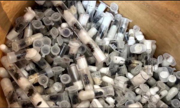 Tiny Creatures, Big Crime: Global Ant Trafficking Ring Exposed in Kenya