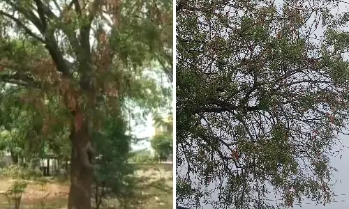 Ugadi Pachadi Hit as Neem Tree Blossoms Vanish in Warangal