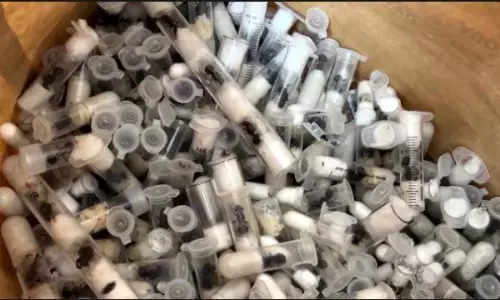 Tiny Creatures, Big Crime: Global Ant Trafficking Ring Exposed in Kenya Tiny Creatures, Big Crime: Global Ant Trafficking Ring Exposed in Kenya