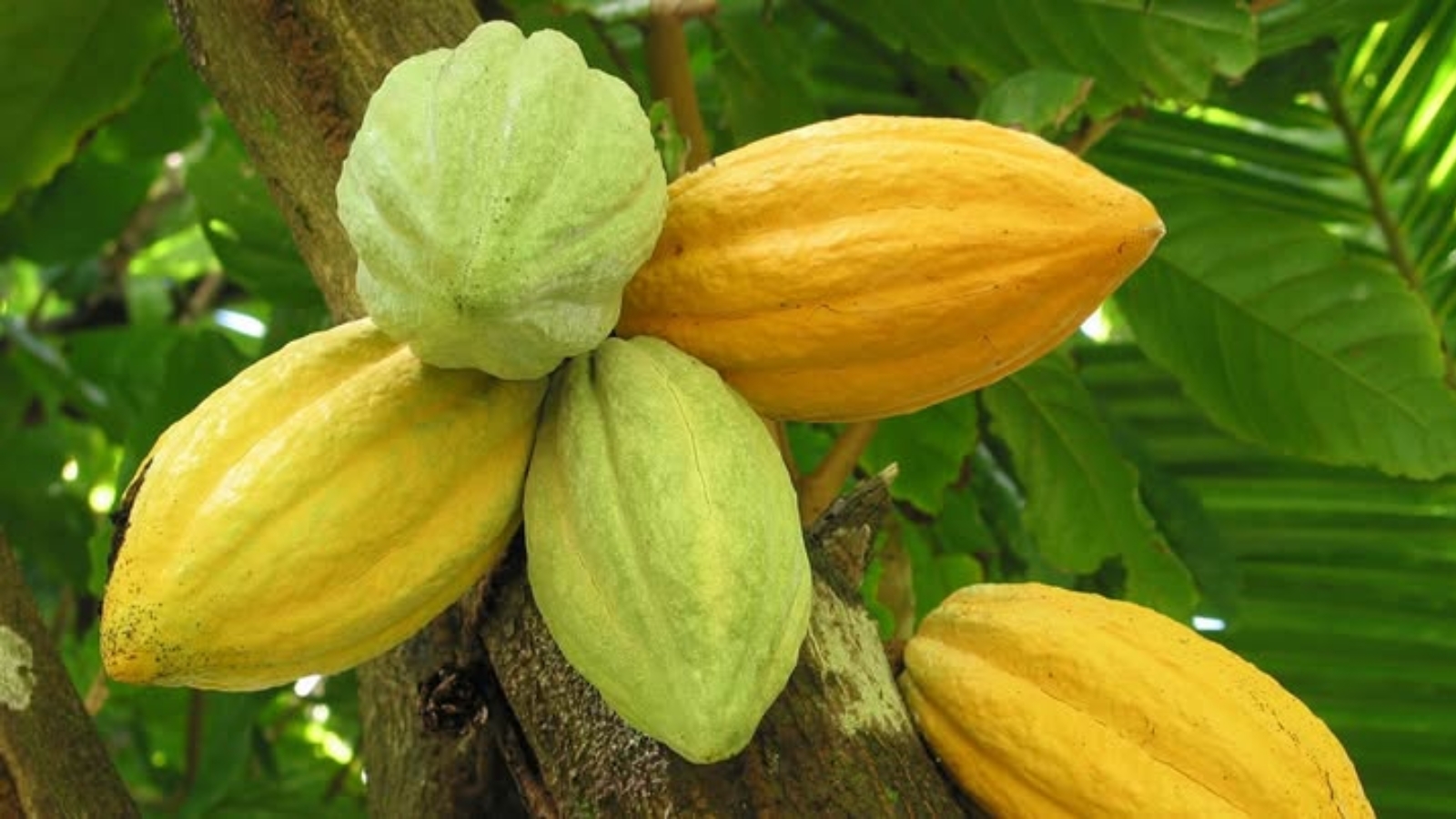 Farmers’ Association Wants MSP Announced For Cocoa