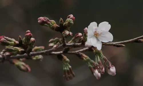 Tokyos Dazzling Cherry Blossom Season Officially Begins