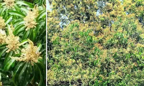 Delayed Flowering, Surge in Pests Threaten Mango Yield in Karimnagar, Warangal Delayed Flowering, Surge in Pests Threaten Mango Yield in Karimnagar, Warangal