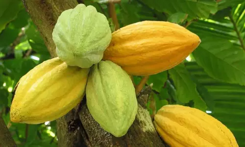 Farmers’ Association Wants MSP Announced For Cocoa