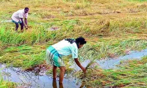 Farmers Put on Alert as Unseasonal Rains Lash AP