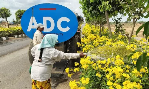 Golden Bloom Along Amaravati Roads Showcases Capital’s Smart Green Vision