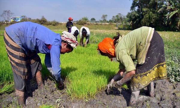Fertilizer Prices Up 50 per Cent, Food Prices Firm Up on Middle East Crisis