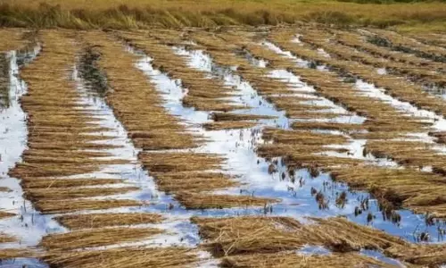 Untimely Rains Damage Crops in Nizamabad, Farmers Seek Relief