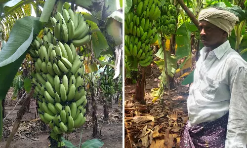 Record Output, Falling Prices Trouble Banana Growers Record Output, Falling Prices Trouble Banana Growers
