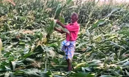 Unseasonal Rains, Hailstorms Damage Crops In Warangal, Sircilla Unseasonal Rains, Hailstorms Damage Crops In Warangal, Sircilla