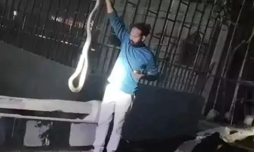 Cobra Spotted Inside Vemulawada Temple, Safely Rescued Cobra Spotted Inside Vemulawada Temple, Safely Rescued