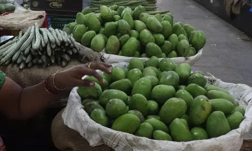 Rains Unsettle Telangana Mango Crop