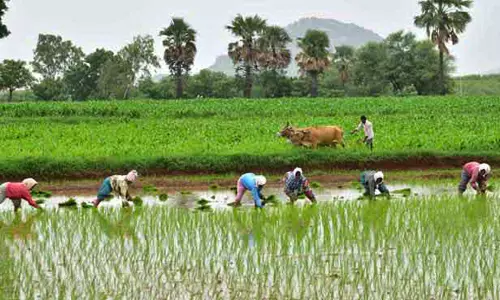 Agriculture Remains Top Employer in Telangana