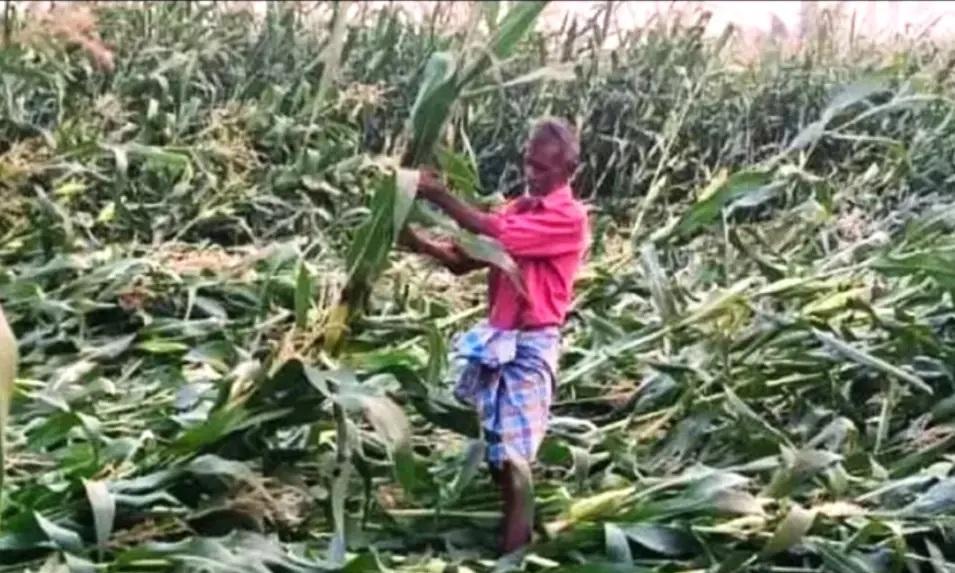 Hailstorm, Gales Damage Crops in 3 Districts