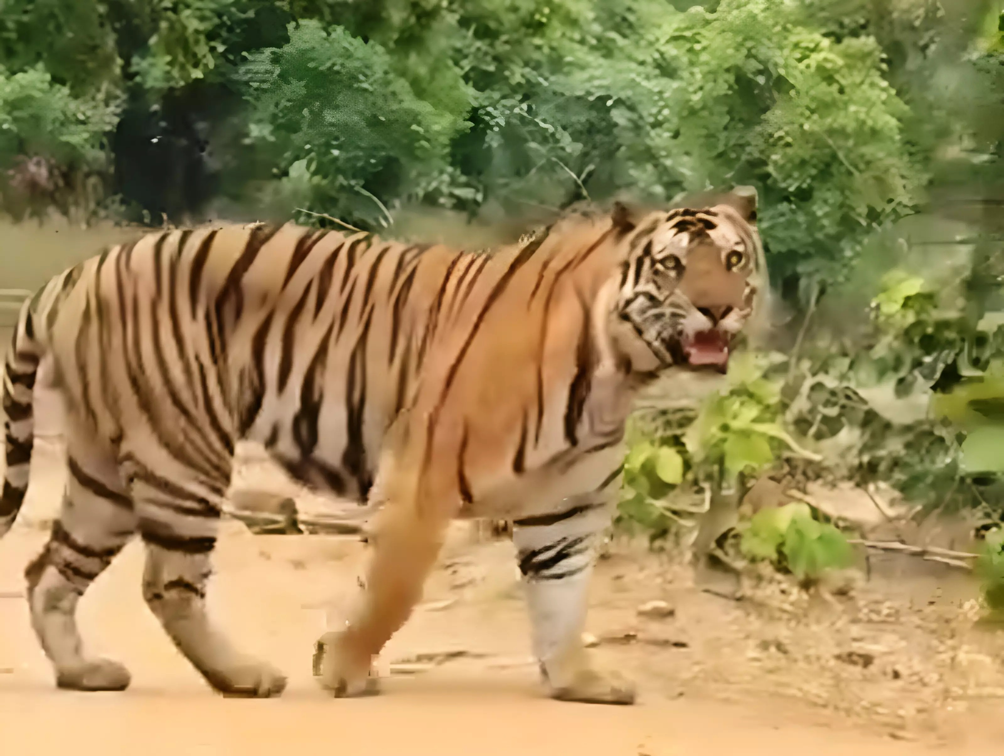 Fifteen Tigers Establish New Habitat Near Bhopal-Raisen Border